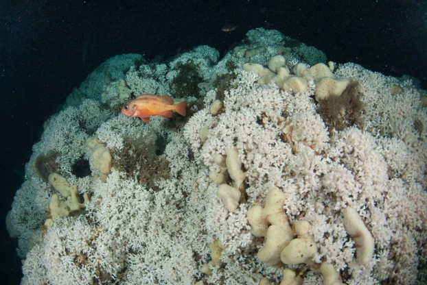 
Rafa zimnych koralowców Lophelia z karmazynem w Norwegii, tu znajduje się najpłytsze miejsce (40 m) gdzie mogą zimne rafy zobaczyć płetwonurkowie, reszta jest poza zasięgiem zwykłych obserwatorów, na głębokościach do 2000 m. Fot. Piotr Kuliński
