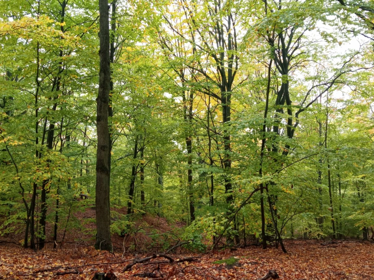 Las na szczycie największego wzniesienia Pojezierza Wielkopolskiego. Fot. Bartosz Świątek