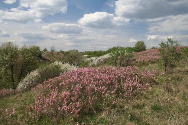 Centralno-Czarnoziemny Zapowiednik. Kompleks Kozacki. Migdałowiec karłowaty i tarnina. Fot. Andrej A. Własow