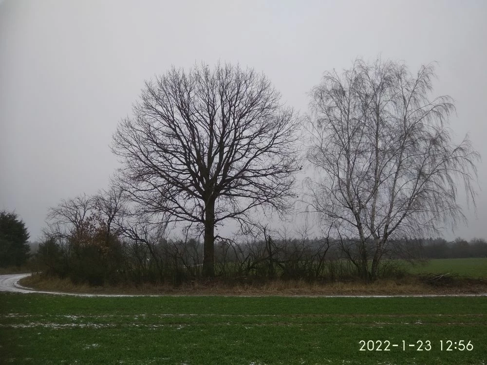 Fot. 2. Zbliżenie drzew, zdjęcie zrobione z przeciwnej strony (dąb, dwie brzozy i zarośla ze zdziczałymi śliwami). Fot. Sylwia Ufnalska