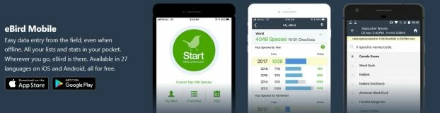 Aplikacja eBird – najpopularniejszy program Citizen Science służący do notowania obserwacji ptaków na całym świecie. Źródło: ebird.org/
