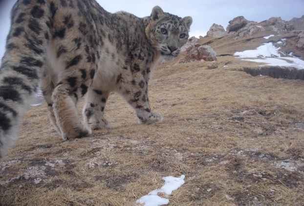 
Fotopułapka najwyraźniej została zauważona. Fot. Shan Shui / Snow Leopard Trust
