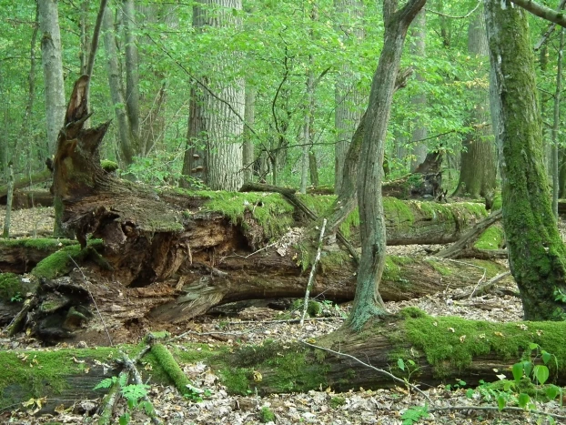 Puszcza Białowieska. Głęboka ekologia mówi, że bogactwo i różnorodność form życia są wartościami same w sobie. Fot. Ryszard Kulik