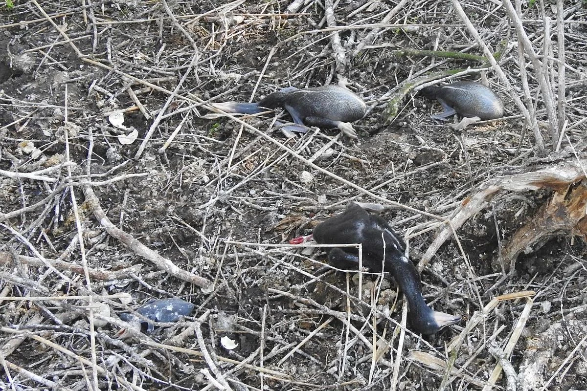 Na wyspie na Jeziorze Tonowskim zginęło kilkaset piskląt kormoranów. Zdjęcie z akt sprawy