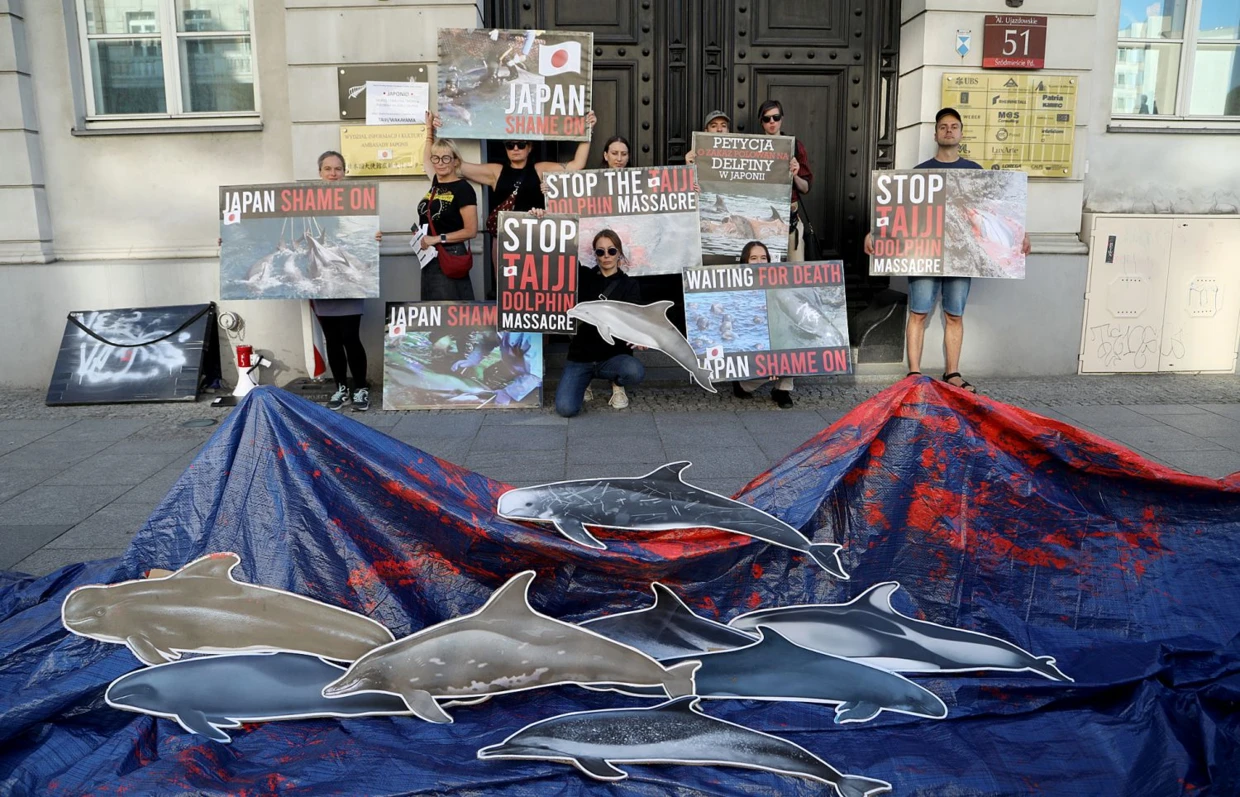 Protest grupy Warsaw Dolphin Defenders przed Wydziałem Informacji i Kultury Ambasady Japońskiej w Warszawie. Na makiecie oceanu leży dziewięć gatunków delfinów zrobionych z papieru, na które polują myśliwi z Taiji, październik 2023 r. Fot. Edwin Radzikowski