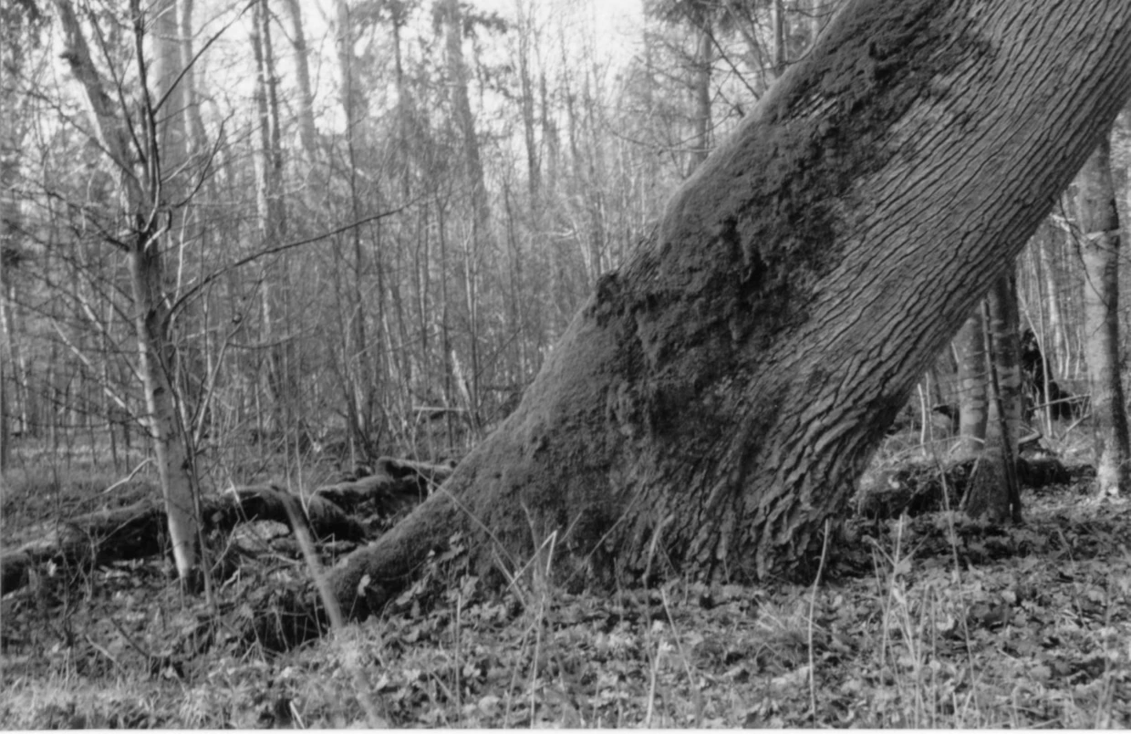 Puszcza Białowieska. Fot. Janusz Korbel