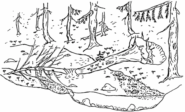 
Ryc. 4. Wpływ przewróconego do potoku drzewa na zróżnicowanie siedlisk w potoku. Źródło: Gregory i Davis (1992) – zmienione. 1 – deponowanie niesionej materii organicznej, 2 – miejsca z nurtem o różnej szybkości, 3 – miejsca z wodą o różnej temperaturze, 4 – substrat dla kambiofagicznej fauny i flory, 5 – powstały za kłodą kociołek eworsyjny, 6 – łacha (cień hydrauliczny) powstała w wyniku akumulacji niesionego rumoszu, 7 – szlak komunikacyjny dla drobnych zwierząt.
