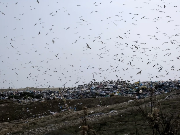 
Bociany oraz mewy są codziennym widokiem na wysypiskach śmieci na Półwyspie Iberyjskim. Liczebność może sięgać do kilku tysięcy żerujących osobników. Niestety zjadanie (celowe lub omyłkowe) śmieci jest kolejnym zagrożeniem dla życia ptaków. Fot. Zuzanna Jagiełło
