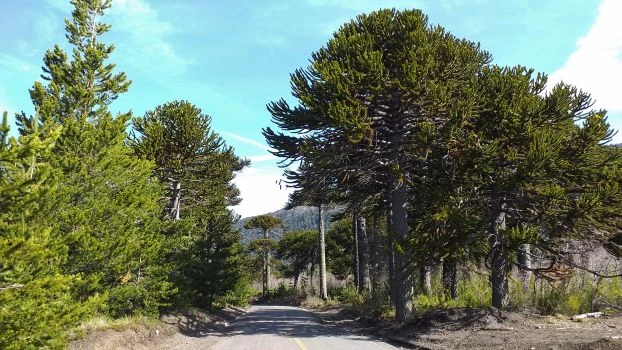 Araukarie chilijskie w rezerwacie Malalcahuello w Chile. Z lewej strony drogi widoczne są inwazyjne sosny wydmowe, które stanowią zagrożenie dla odnowienia naturalnego araukarii. Fot. Sonia Paź-Dyderska