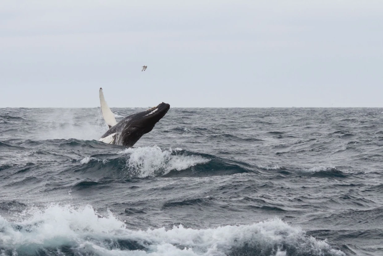 Ten kosmopolityczny wieloryb – humbak pływa przez cały ocean od obszarów ciepłych do zimnych, od mórz pełnosłonych do słonawych, przemierza obszary bogate w plankton i ryby mijając pustynie oceaniczne – jedyne co zakłóca naturalność jego środowiska to człowiek i jego aktywność, a nie takie czy inne warunki otoczenia. Fot. Kajetan Deja