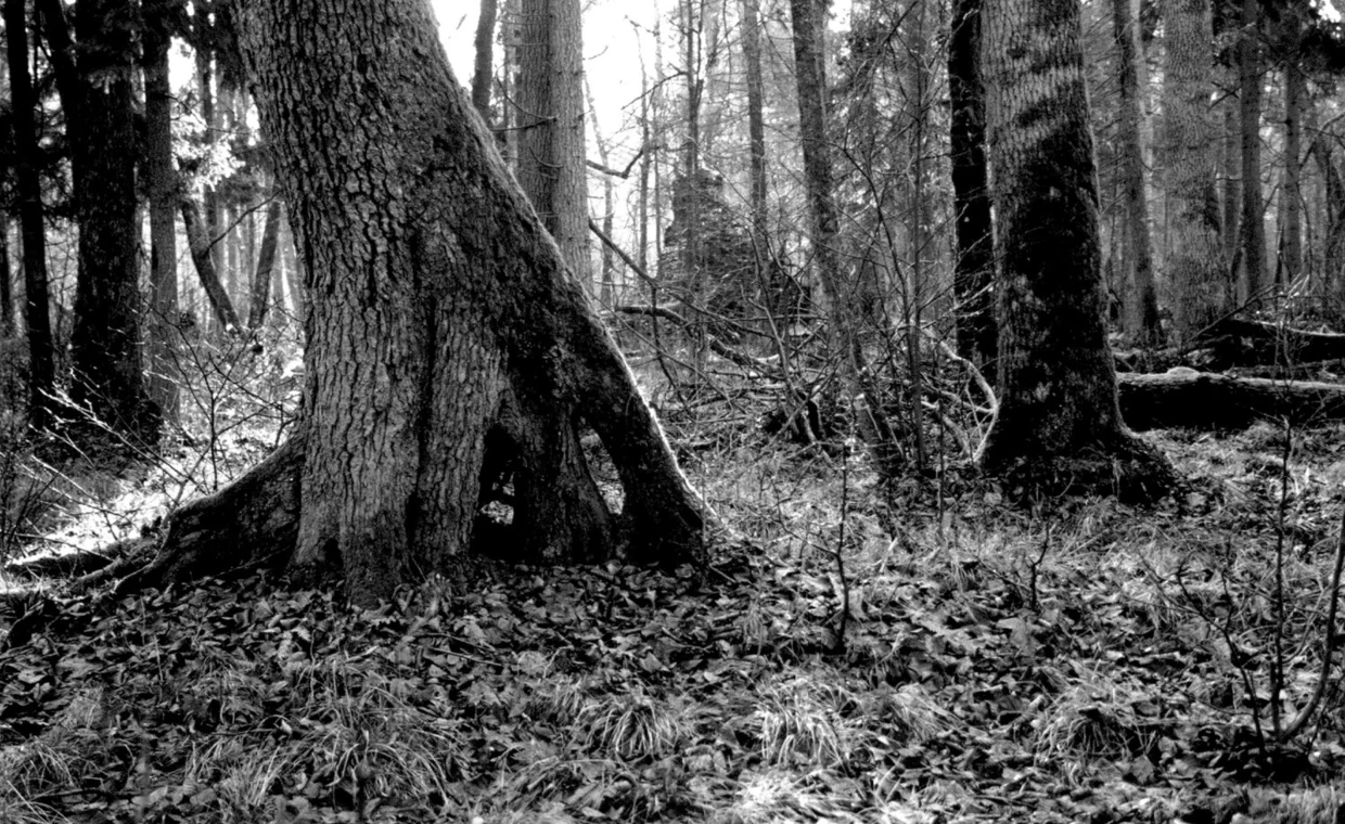 Puszcza Białowieska. Fot. Janusz Korbel