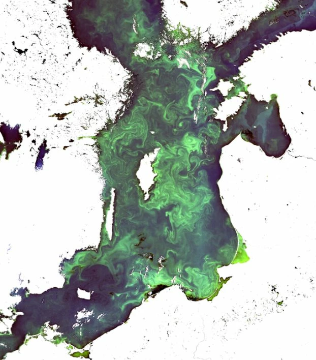 
24 lipca 2018 r. wielki zakwit sinic na Bałtyku – widoczny na zdjęciu satelitarnym jako jasne wiry i smugi. Widać, że obejmuje całe centrum Bałtyku, powstał pomiędzy Szwecją i Polską i podryfował powoli pod nasze brzegi powodując zamykanie kąpielisk. Żadne lokalne i krótkotrwałe zabiegi nie pomogą zwalczyć zjawiska w takiej skali. Źródło: Opracowano na podstawie danych satelity Sentinel 3a (ESA Copernicus Programe) M. Darecki, IOPAN – SatBałtyk System
