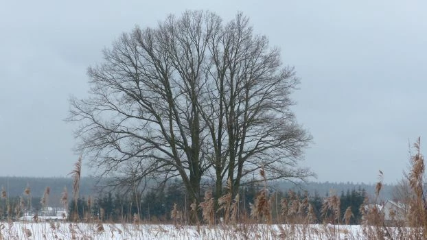 Zimą