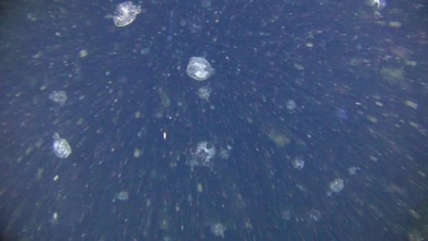 
Co kilka lat w oceanie pojawiają się ogromne ilości osłonic – niewielkich kijankopodobnych stworzeń, które budują wokół siebie sieci – rodzaj domków z wielocukrów (polisacharydów) te lepkie sieci zbierają wszystkie drobne cząstki unoszące się w wodzie, następnie kiedy sieć zatyka się ogonica zrzuca ją i grudka lepkiego śluzu z cząstkami – w tym czasem z mikroplastikiem opada na dno. Na zdjęciu toń wodna na głębokości 100m w arktycznym fiordzie wypełniona milionami zużytych domków osłonic – tak masowe zjawisko zaobserwowaliśmy jak dotąd tylko raz w czasie wieloletnich badań. Fot. Kajetan Deja
