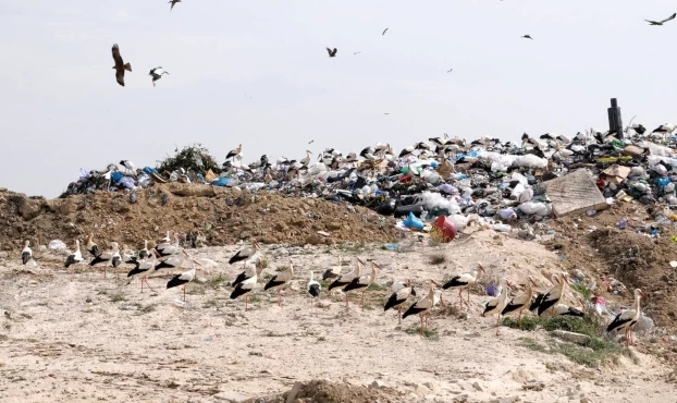 
Bociany oraz mewy są codziennym widokiem na wysypiskach śmieci na Półwyspie Iberyjskim. Liczebność może sięgać do kilku tysięcy żerujących osobników. Niestety zjadanie (celowe lub omyłkowe) śmieci jest kolejnym zagrożeniem dla życia ptaków. Fot. Marcin Tobółka
