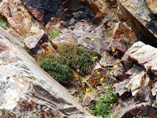 
Zanokcica północna Asplenium septentrionale na Łyścu, lipiec 2019 r. Fot. Łukasz Misiuna
