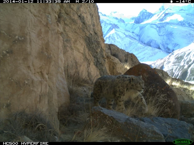 
Futro irbisa pozwala mu idealnie zlać się z otoczeniem, Kirgistan. Fot. Snow Leopard Trust / Snow Leopard Foundation
