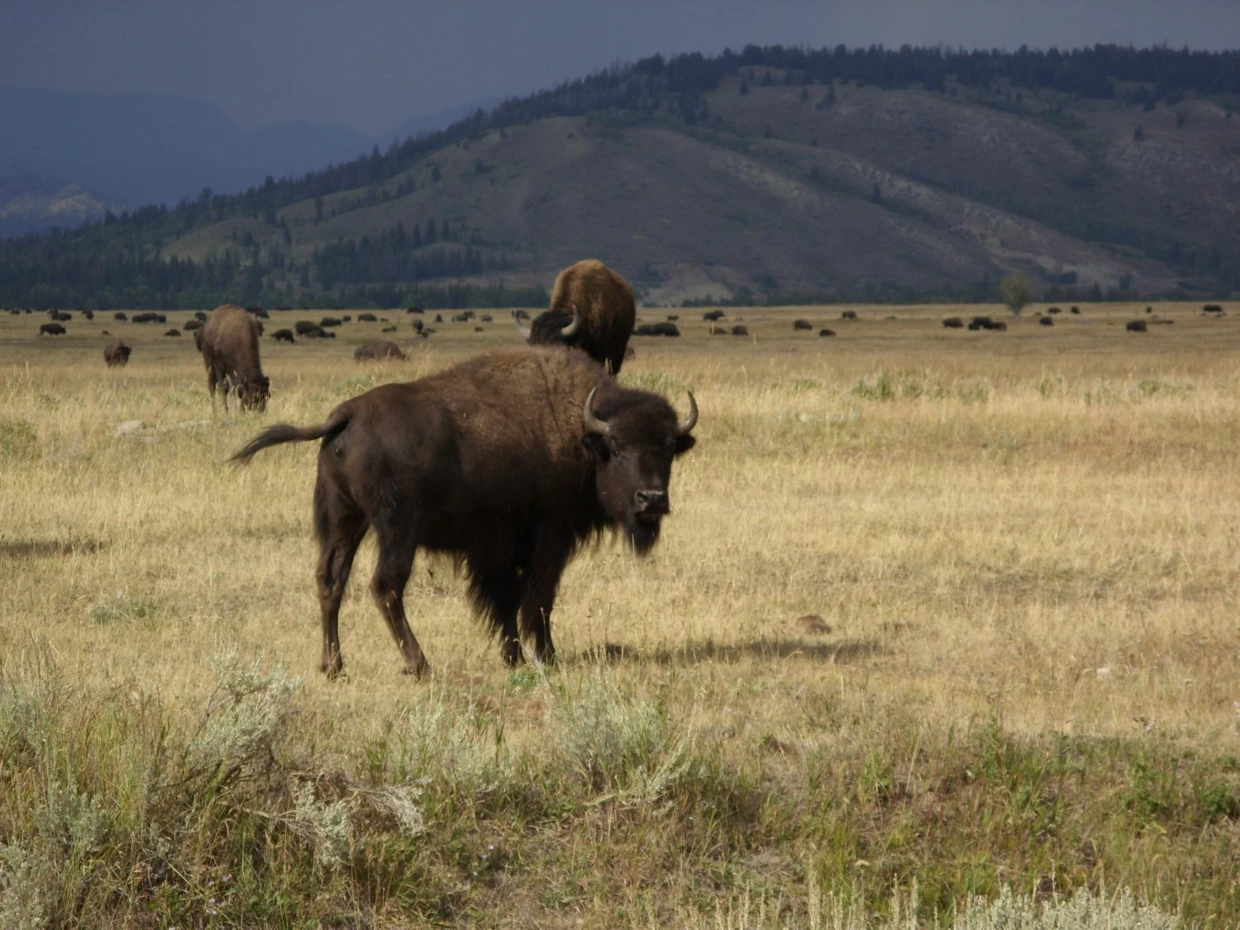Kiedy John Muir argumentował w Kongresie Stanów Zjednoczonych na rzecz utworzenia parku narodowego Yellowstone, nie pisał o tym ile zostało niedźwiedzi czy bizonów wymagających ochrony, jego argumentem była emocjonalna wartość „dzika przestrzeń niezmieniona przez człowieka jest potrzebna dla ukojenia naszej duszy”. Fot. Jan Marcin Węsławski