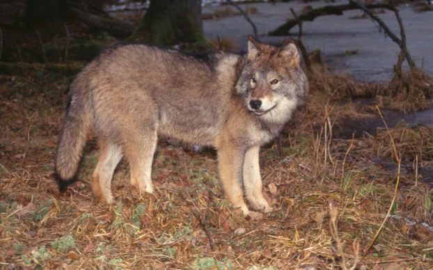 Wilk Kazan, oswojony wilk, który trafił do Instytutu Biologii Ssaków PAN (wtedy do Zakładu Badania Ssaków PAN), gdy zbiegł od człowieka, który go wychowywał. Były „właściciel” został później zlokalizowany i odebrano mu jeszcze drugiego wilka. Po przygotowaniu przez Białowieski Park Narodowy odpowiedniego wybiegu w Rezerwacie Pokazowym Żubrów dla wilków, oba osobniki zostały przekazane do tego ośrodka. Fot. Włodzimierz Jędrzejewski