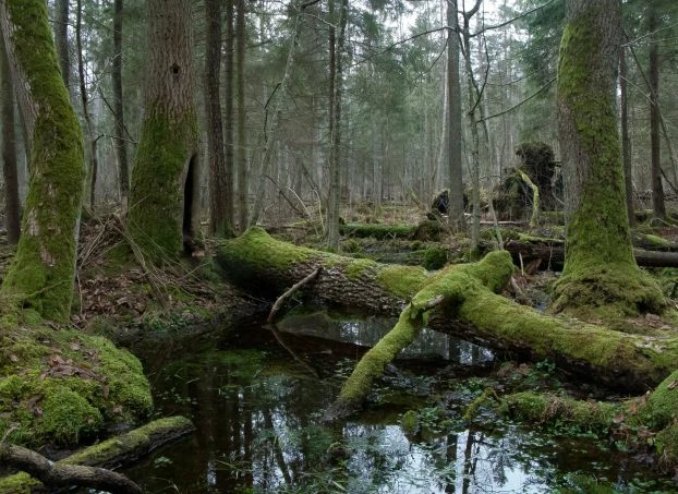 
Realizacja założeń Strategii Bioróżnorodności oznacza koniec wycinek w najcenniejszych lasach Polski, takich jak Puszcza Białowieska i Puszcza Karpacka. Fot. Adam Wajrak
