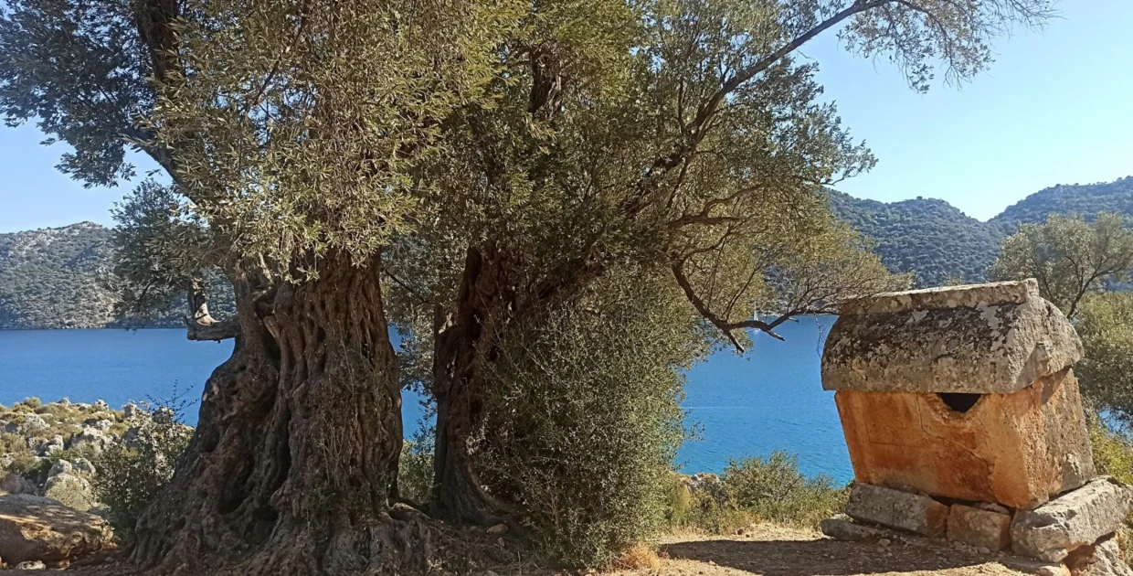 Drzewo oliwne w Simena Kalesi w Turcji. Fot. Łukasz Bartuszek