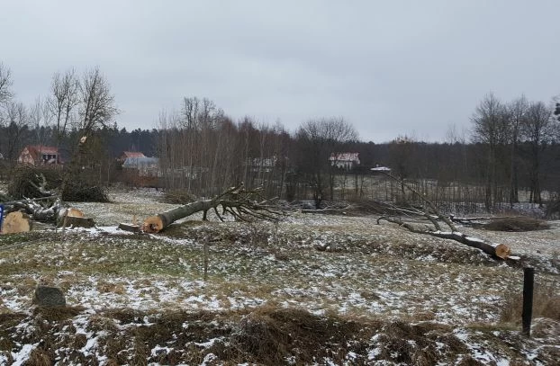 
Po 1 stycznia br. drzewa usuwane są z nieużytków rolnych. Fot. Krzysztof A. Worobiec
