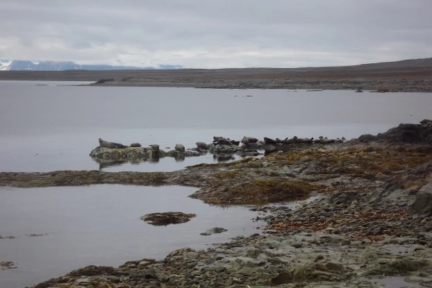 
Kolonia fok pospolitych na wybrzeżu Spitsbergenu. Do tych zwierząt akurat można podejść dość blisko, ale trzeba to robić uważnie, żeby ich nie płoszyć. Łatwo zrobi to kilkuosobowa grupa, ale wycieczka 150 miłośników fok? Fot. Jan Marcin Węsławski
