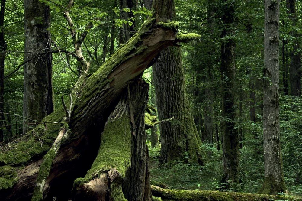 Puszcza Białowieska. Fot. Beata Hyży-Czołpińska