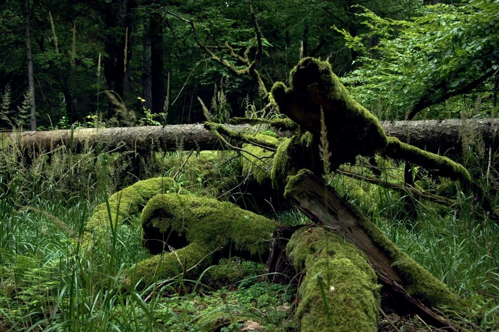 Puszcza Białowieska. Fot. Beata Hyży-Czołpińska