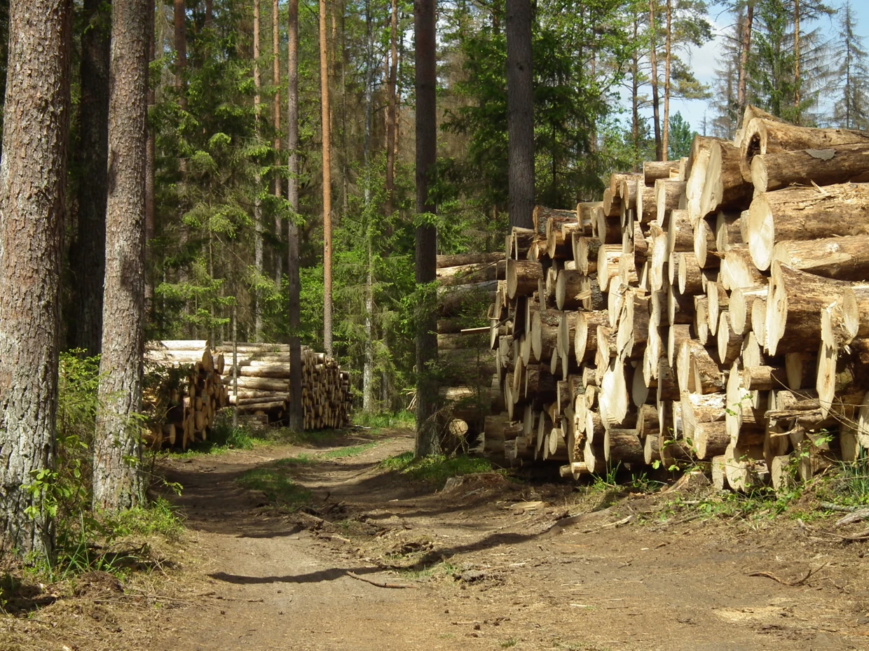 Puszcza Białowieska w masowych wycinek w 2017 r.