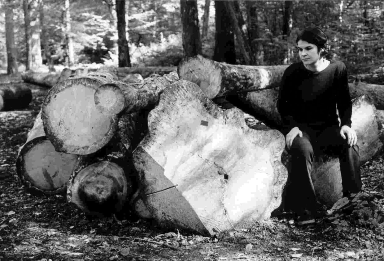 Te drzewa były ozdobą wiekowej Puszczy. Fot. Janusz Korbel