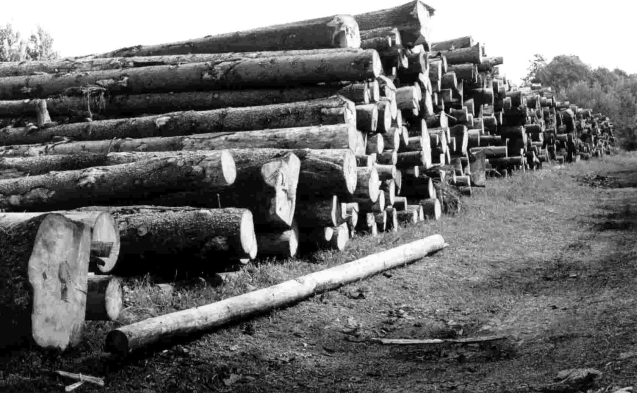 Skład wyciętych drzew w Gródkach, w sercu Puszczy Białowieskiej ukazują skalę cięć. Fot. Janusz Korbel