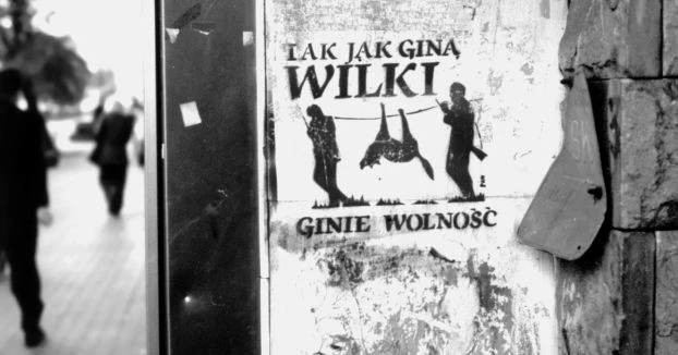 Wilcze graffiti z Łodzi. Fot. Kalina Czyżewska