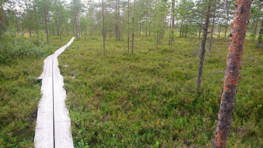 Lapońskie Torfowiska. Obszar fińskich bagien wynosi 9,3-10,4 mln hektarów, co stanowi około 26% całkowitej powierzchni kraju. Rośnie na nich 1/4 rodzimych gatunków roślin, są one również naturalnym środowiskiem bytowania miejscowej fauny w tym łosi. W Finlandii 90% gęsi zbożowych gniazduje na bagnach i około połowa kaczek. Fot. Hanna Ruszczyńska