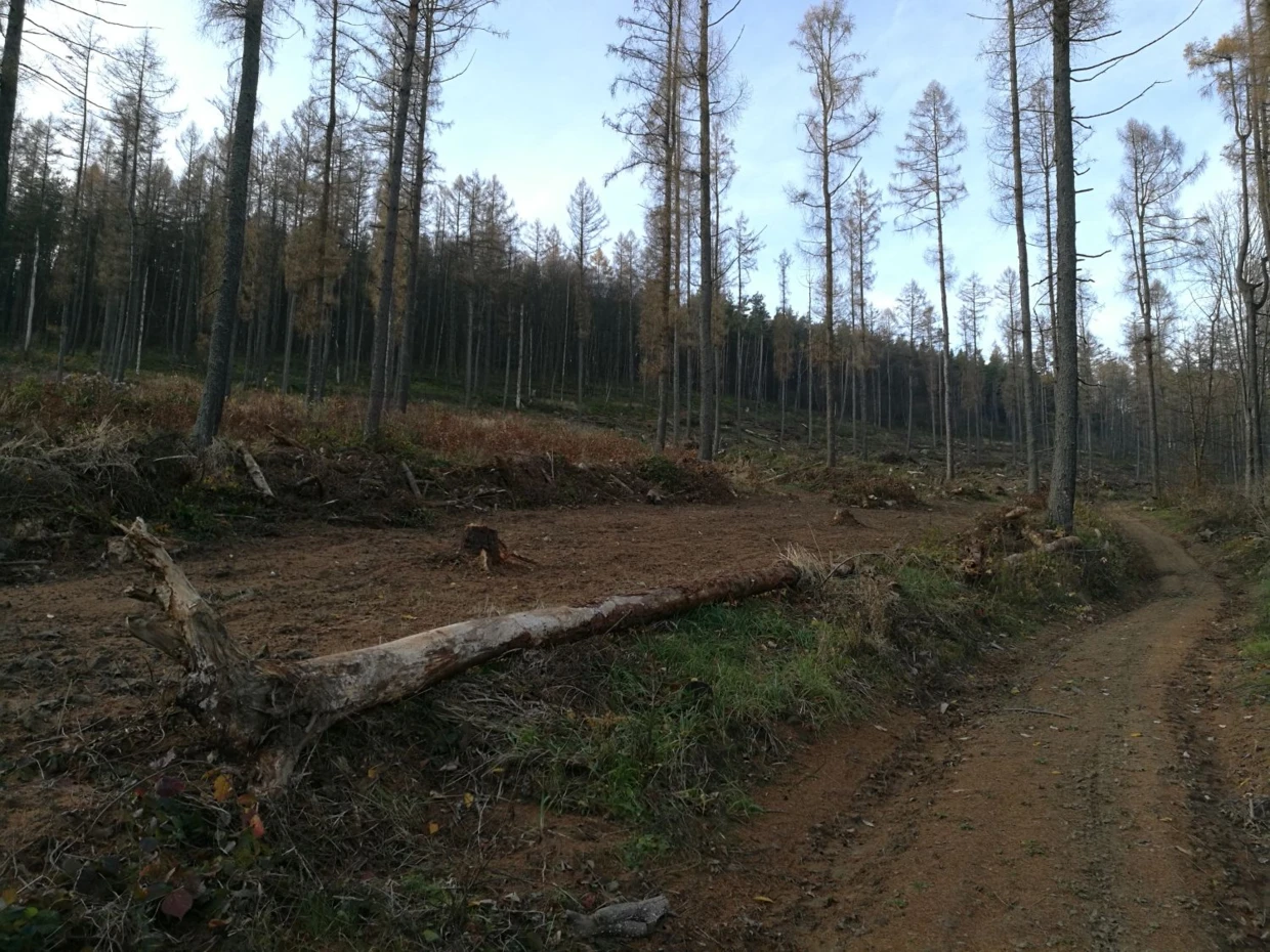 Beskid Niski, Wisłoczek, lasy gospodarcze przy Głównym Szlaku Beskidzkim, rok 2019. Krajobraz prawie jak w scenach bitwy z Germanami z filmu „Gladiator” Ridleya Scotta. Fot. Grzegorz Bożek