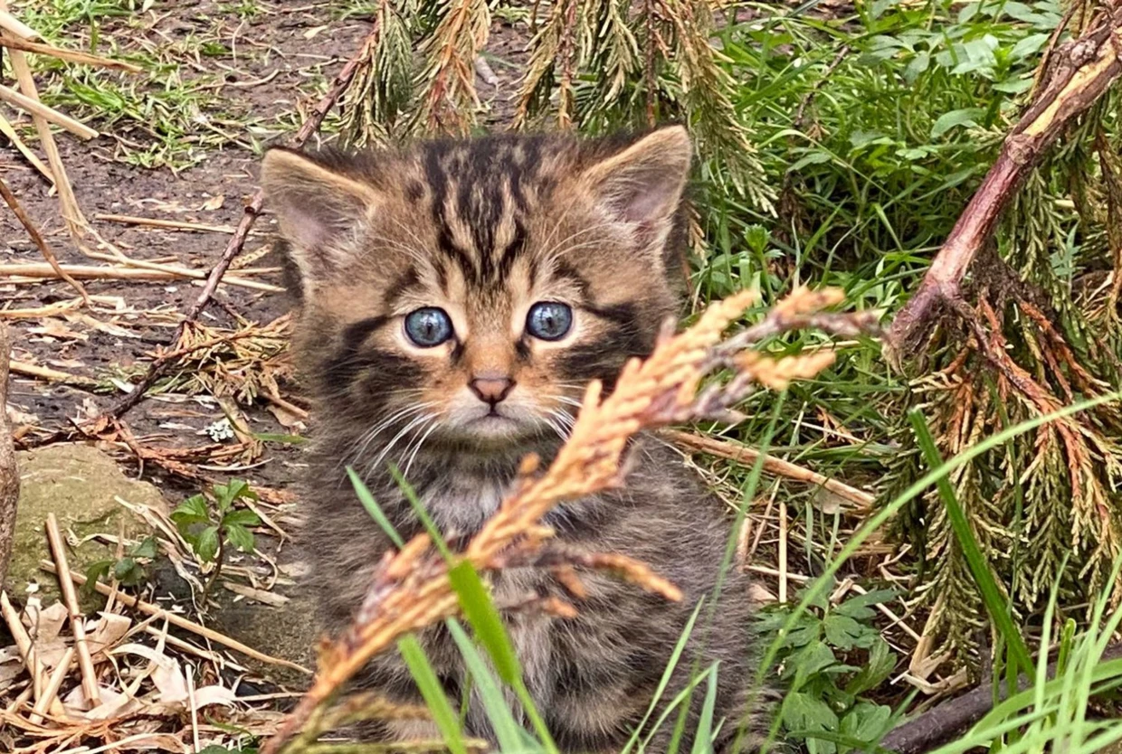 Kocięta przychodzą na świat w kryjówce wybranej przez matkę. Fot. Saving Wildcats