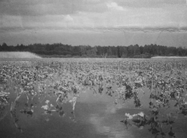 Estonia, rezerwat Alam-Pedja, knieć błotna. Fot. Arne Ader
