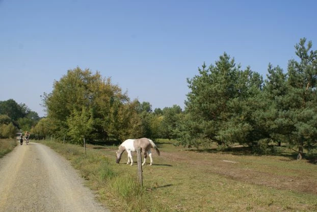 
Tereny otwartych łąk utrzymywane są przez wypas zwierząt. Fot. Aleksandra Gierko
