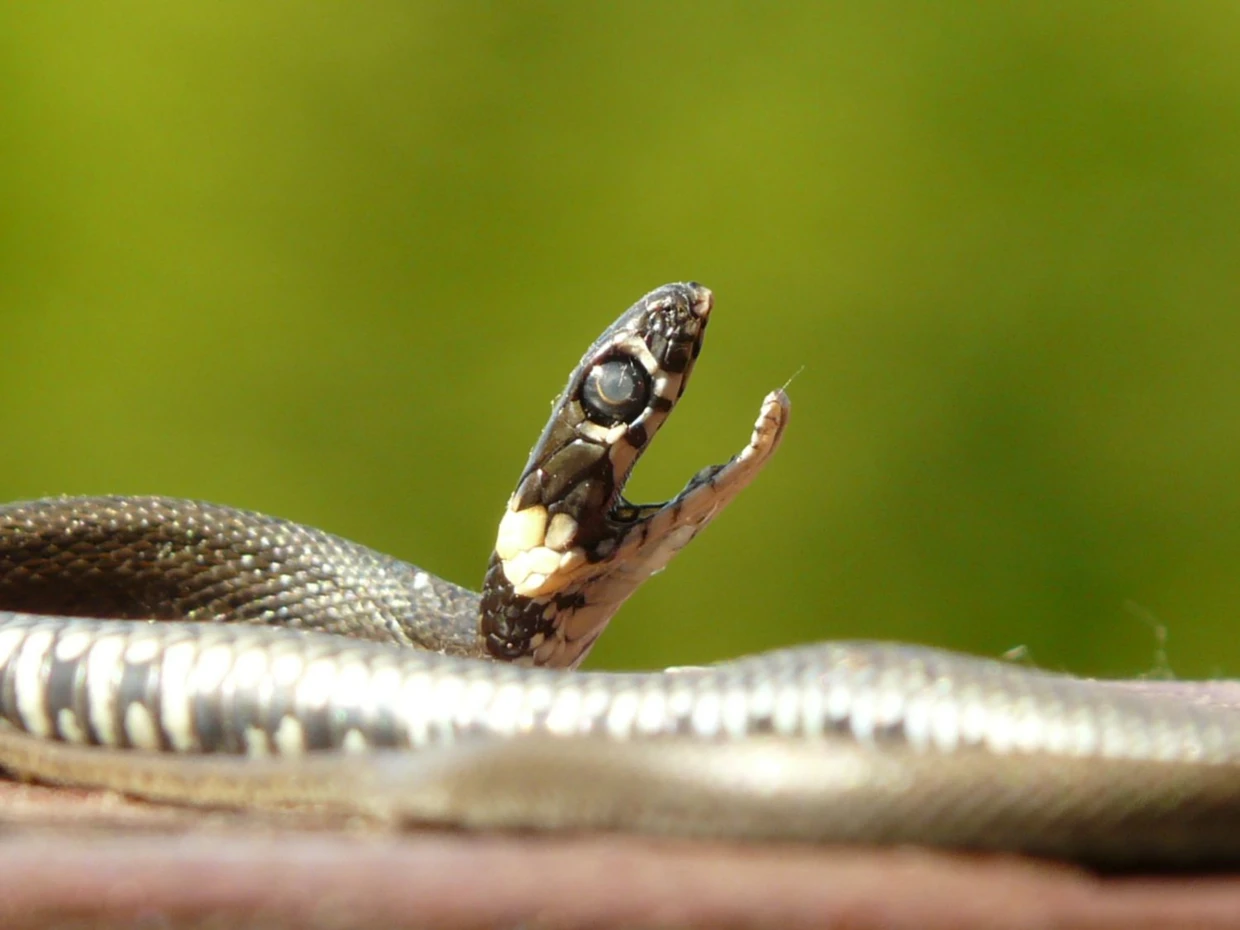 Zaskroniec. Fot. Ryszard Kulik