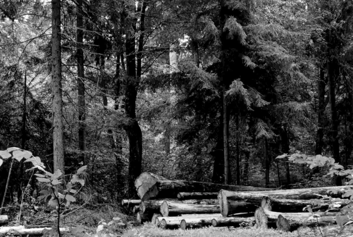 Krajobraz w rezerwacie krajobrazowym wzdłuż drogi Hajnówka – Białowieża. Fot. Janusz Korbel