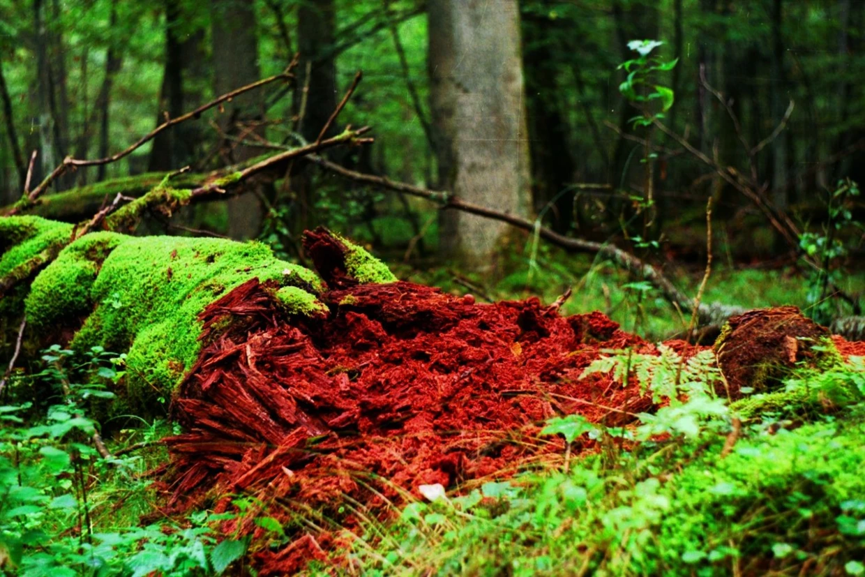 Samo Życie. Rezerwat ścisły, Puszcza Białowieska. Fot. Ryszard Kulik