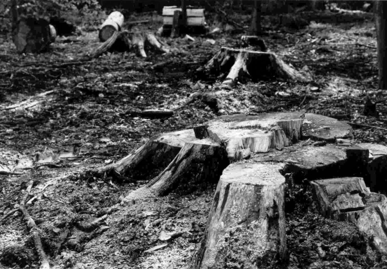 Wycięte świerki w rezerwacie prof. Szafera. Fot. Janusz Korbel