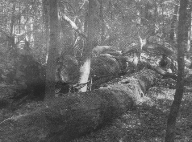 Fot. Kaj Romeyko-Hurko