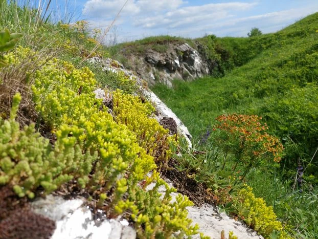Roślinność naskalna w rezerwacie Góry Wschodnie