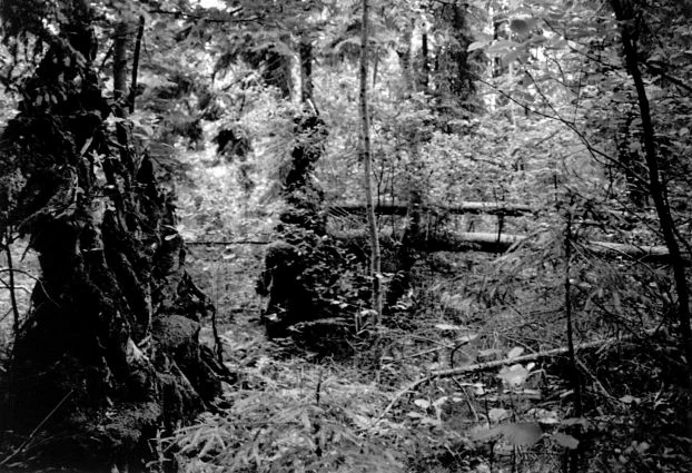 Puszcza Białowieska. Fot. Krzysztof Mazurkiewicz