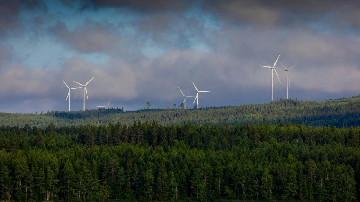 Projekt „Las Energii” pogorszy wizerunek energetyki wiatrowej w Polsce i podważy jej prośrodowiskowy wpływ. Fot. Olavi Anttila, Pexels CC BY 2.0