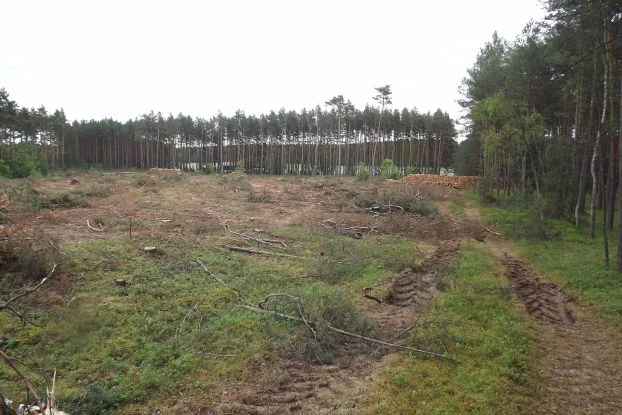 Las przemysłowy – czyli plantacja drzew – potrzebna i istotna część naszej gospodarki, ale nie ma to nic wspólnego wartością Puszczy Białowieskiej tak samo jak cegielnia nie ma nic wspólnego ze średniowieczną katedrą z cegieł. Głupotą i przestępstwem jest mieszanie tych dwóch bytów. Fot. Jan Marcin Węsławski