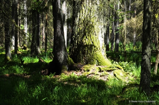 Puszcza Białowieska, nasz najcenniejszy las. Fot. Beata Hyży-Czołpińska