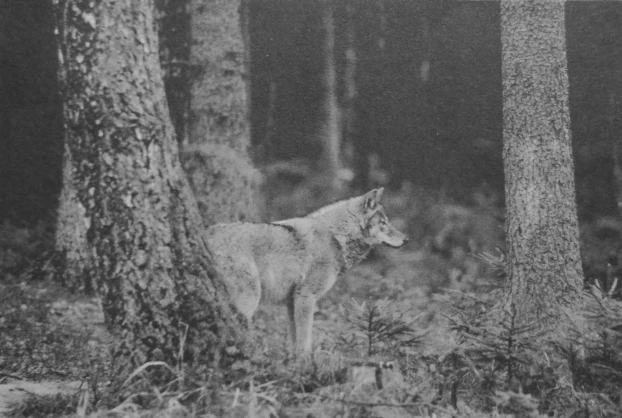 Litwa, delta rzeki Nemunas, wilk. Fot. Selemonas Paltanavicius