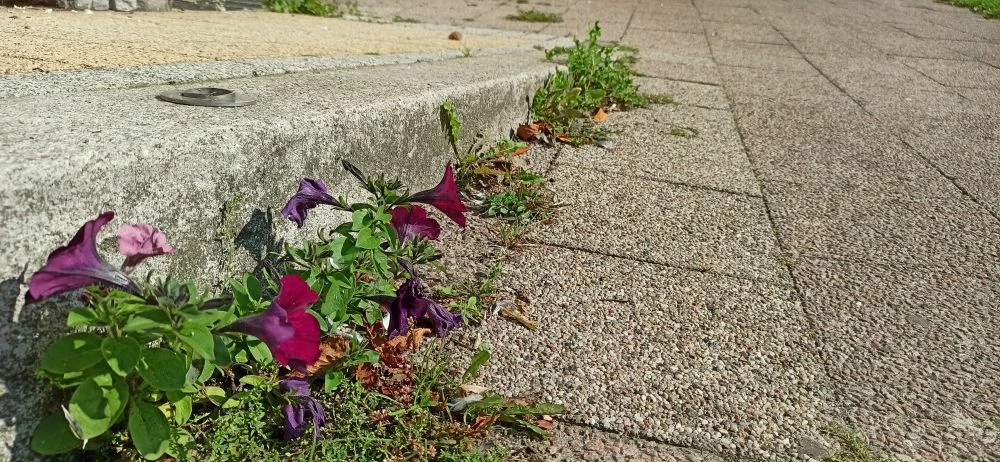 Fragment chodnika przy głównej ulicy w Gdańsku-Oliwie. Fot. Ewa Sadlek